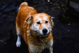 В правительстве объяснили, зачем в Калининградскую область привезли 127 собак из приюта