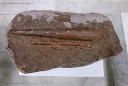 Под Калининградом нашли окаменелого моллюска возрастом 250-400 млн лет