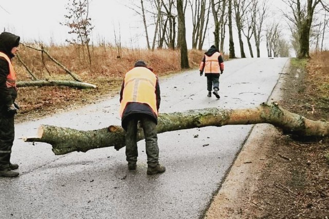 Власти: В Калининградской области сильный ветер повалил более 30 деревьев