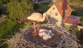«Семья пернатых»: калининградец снял с высоты гнездо аистов под Славском (видео)