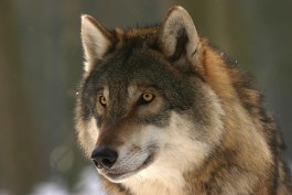 Количество волков в лесах Калининградской области в три раза превышает допустимые значения