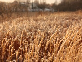 В Калининградской области ожидают рекордный урожай