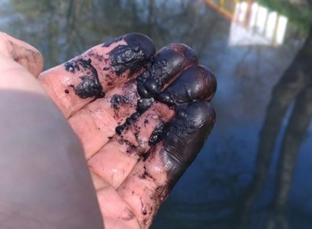 Очевидцы: Озеро Шенфлиз в Калининграде покрылось угольной пылью 