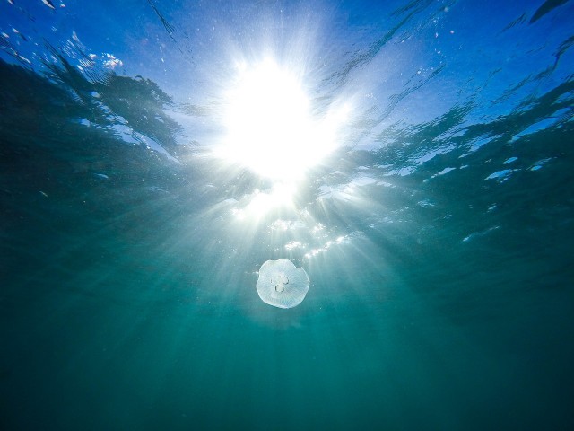 Экологи рассказали, почему на побережье Балтийского моря в ноябре появились медузы