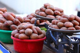В калининградских магазинах начали продавать местный картофель