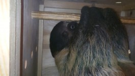 В калининградский зоопарк привезли ленивца из Екатеринбурга (видео)