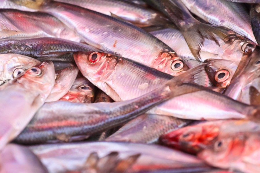 На Центральном рынке для контроля качества рыбы откроют единый смотровой центр