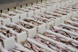 Россия и Литва утвердили квоты на вылов рыбы в Куршском заливе