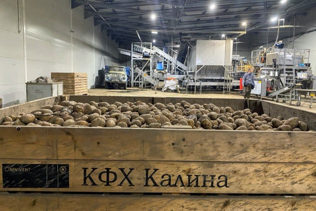 Глава КФХ «Калина»: Из-за засухи урожай картофеля и моркови сократился на 10-15%