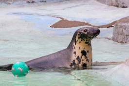 «Привет от ластоногих»: в калининградском зоопарке отпраздновали День тюленя (фото)