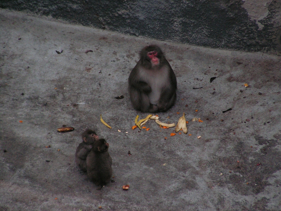 Вольеры для обезьян в Калининградском зоопарке оснастят электрошокером