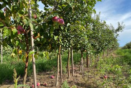 «Замещают Сербию»: где выращивают и за сколько продают яблоки в Калининградской области