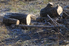 Под Озёрском бригада рабочих вырубила лес на 10 млн рублей