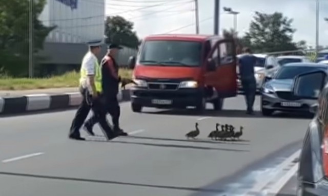 Инспектор ДПС помог утятам перейти дорогу на ул. Невского в Калининграде (видео)