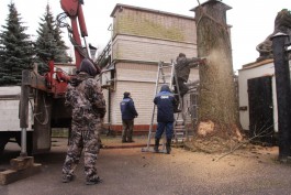 У входа в калининградский зоопарк спилили вековой дуб