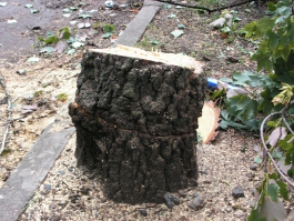 Под строительство дома на Мамоновском шоссе незаконно вырубили 87 деревьев