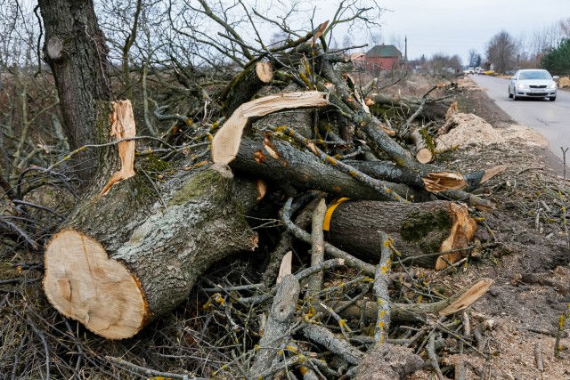 В микрорайоне Космодемьянского вырубят 42 придорожных дерева 