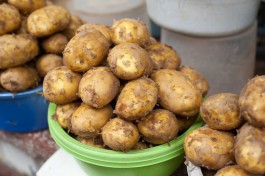 В Калининградской области высадят более двух тысяч тонн элитного картофеля из Голландии и Франции