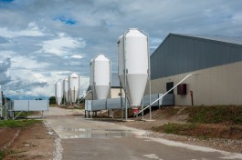 Экспертиза одобрила проект строительства откормочника на четыре тысячи свиней под Гусевом