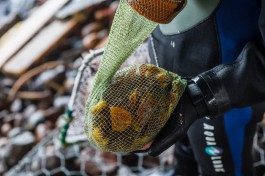 &laquo;Один пытался уплыть&raquo;: троих мужчин оштрафуют за незаконную добычу янтаря в Синявино