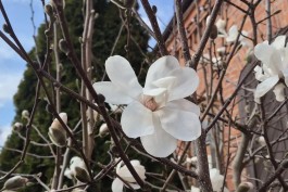 На набережной Музея Мирового океана в Калининграде зацвела магнолия  (фото)