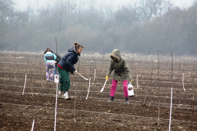 В Полесске планируют готовить агрономов для фруктовых садов