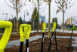 В Калининграде ищут подрядчика для высадки более двух тысяч деревьев и кустарников 