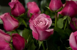 В Калининградскую область не пустили заражённые испанские розы