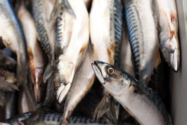 Калининградские рыбаки увеличили вылов скумбрии, путассу, пикши и сайды