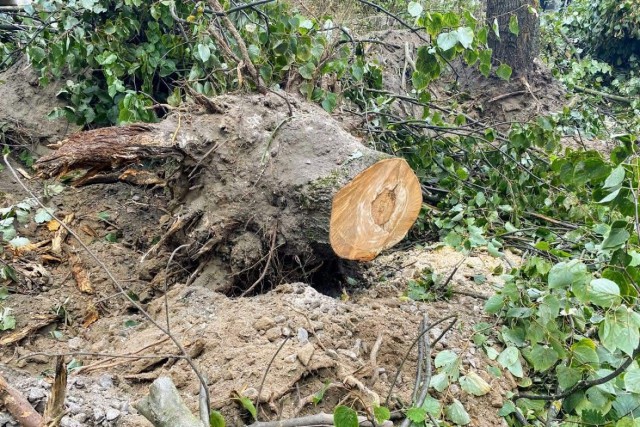 В Калининграде суд обязал застройщика выплатить более 10 млн рублей компенсации за вырубку деревьев