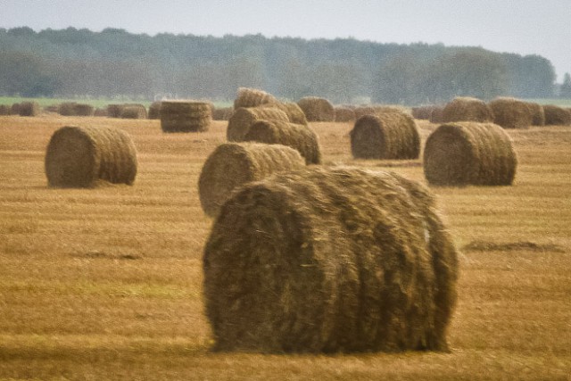 Калининградские фермеры жалуются на отсутствие желающих работать на полях