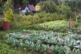 Калининградские фермеры высадили два гектара пекинской капусты (видео)