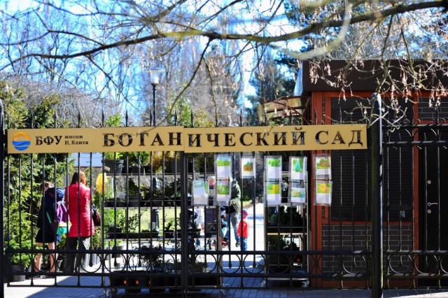 В Ботаническом саду Калининграда расцвела европейская пальма