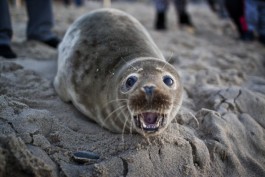 Росприроднадзор: Тюлень останется зимовать на пляже в Зеленоградске