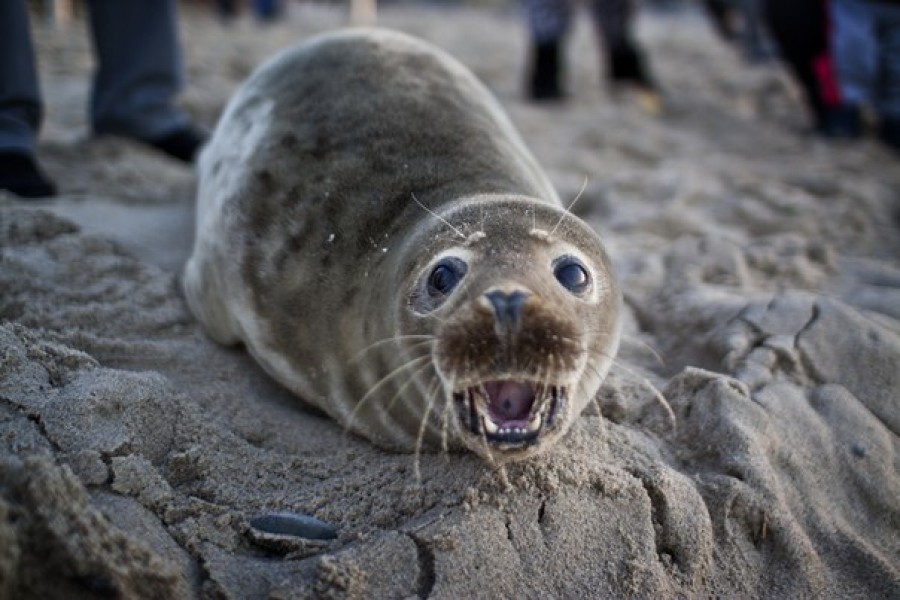 Росприроднадзор: Тюлень останется зимовать на пляже в Зеленоградске