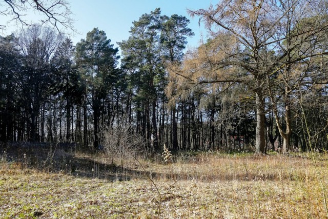Алиханов предложил обрабатывать леса в Калининградской области из-за «огромного количества» клещей