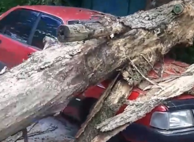 На Литовском валу в Калининграде дерево упало на автомобиль (видео)