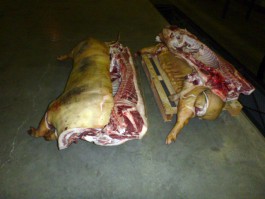 Житель области пытался ввезти из Польши четыре свиных туши «для семьи и друзей»