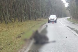 На Куршской косе автомобиль насмерть сбил молодого лося