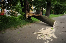 За сутки сильный ветер повалил в Калининграде почти 50 деревьев
