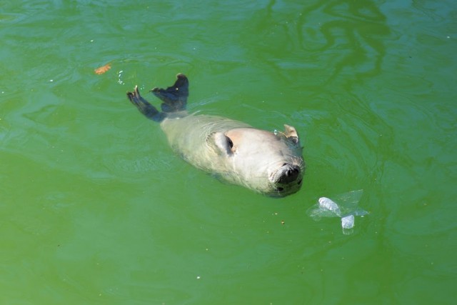 За десять дней на литовском побережье нашли восемь тюленят