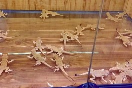 Из Калининградской области пытались вывезти более ста редких ящериц в подкладке куртки  (фото)