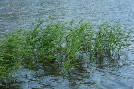 На Голубых озёрах спасатель вытащил из воды тонувшую женщину