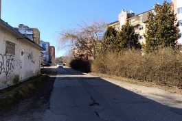 Для капремонта улицы Майской в Калининграде разрешили вырубить 172 дерева
