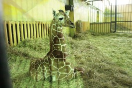 В зоопарке Калининграда родился жирафёнок (видео)