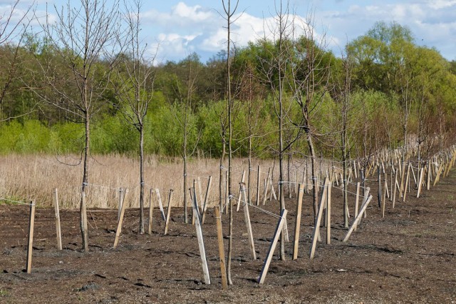 В Калининграде высадят деревья на Фестивальной аллее, Верхнем озере и Поплавке