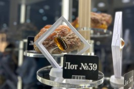 Компании стали чаще приобретать на аукционах янтарь из Калининградской области