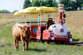 «На паровозе по полю»: под Зеленоградском открыли сафари-парк с необычными коровами (фото)