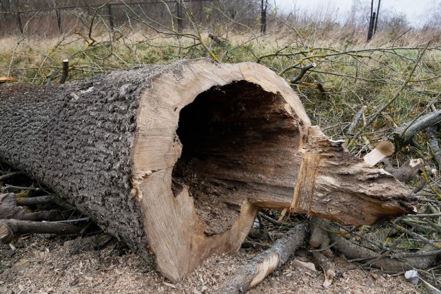 Рабочий погиб после падения дерева в Нестеровском округе