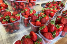 «Клубничный сезон»: сколько стоит местная и привозная ягода в Калининграде